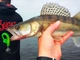 Віброхвіст LJ Pro Series MINNOW 2.2in T18 м'який пластик 2,2 дюйми 10 шт (набір 10 шт) - зображення 4