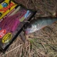 Съедобные слаги UNAGI SLUG 2.5in F13 силиконовые 6,35 см 10 шт (набор 10 шт) - изображение 2