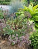 Очиток Вера Джеймсон Sedum Vera Jameson Р9 - изображение 2