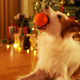 Интерактивная игрушка для собак Cheerble Wicked Ball Air Bright Orange (CWQ01O) - изображение 8