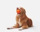 Интерактивная игрушка для собак Cheerble Wicked Ball Air Bright Orange (CWQ01O) - изображение 6
