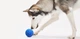 Інтерактивна іграшка для собак Cheerble Wicked Ball Air Royal Blue (CWQ01B) - зображення 7