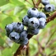 Саженцы Голубики Эрли Блю (Early Blue) ранняя Р9 - изображение 1