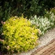 Саджанці спіреї японської Голден Прінцес (Spiraea japonica Golden Princess) Р9 - зображення 2