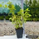 Саджанці спіреї японської Голден Прінцес (Spiraea japonica Golden Princess) Р9 - зображення 3