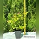 Саженцы Спиреи японская Файерлайт (Spiraea japonica Firelight) Р9 - изображение 3