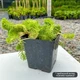 Саженцы Очитка отогнутого гребенчатого Кристатум (Sedum reflexum Cristatum) Р9 - изображение 3