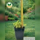 Саженцы Очитка отогнутого гребенчатого Кристатум (Sedum reflexum Cristatum) Р9 - изображение 4