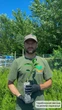 Саженцы апельсина Вашингтон Навел (Citrus sinensis Washington navel) - ранний, холодостойкий - изображение 3