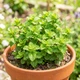 Саженцы Мяты кудрявой Криспа ( Mentha spicata Crispa) Р9 - изображение 1