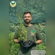 Саженцы Мяты кудрявой Криспа ( Mentha spicata Crispa) Р9 - изображение 4