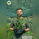 Саженцы Спиреи японской Антони Ватерер (Spiraea japonica Anthony Waterer) Р9 - изображение 4