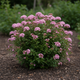 Саджанці Спіреї японської Літтл Принцес (Spiraea japonica Little Princess) Р9 - зображення 1