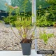 Саджанці Спіреї японської Літтл Принцес (Spiraea japonica Little Princess) Р9 - зображення 3