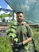 Саженцы инжира Медовый 2-х летний - ремонтантный, самоплодный, сладкий - изображение 3