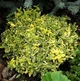 Саджанці Бересклета Форчуна Емеральд Голд (Euonymus fortunei Emerald 'n' Gold) Р9 - зображення 2