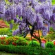 Саженцы Глицинии Прекрасный пейзаж (Wisteria Beautiful landscape) - изображение 1