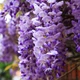 Саженцы Глицинии Прекрасный пейзаж (Wisteria Beautiful landscape) - изображение 2
