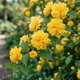 Керрия японская Пленифлора (Kerria japonica Pleniflora) Р9 - изображение 2