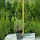 Саджанці Лаванди вузьколистої Біла (Lavandula angustifolia) Р9 - зображення 4