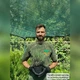 Саджанці Лаванди вузьколистої Біла (Lavandula angustifolia) Р9 - зображення 5