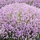 Саджанці Лаванди вузьколистої Розеа (Lavandula angustifolia Rosea) Р9 - зображення 2