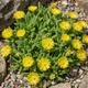 Саженцы Делоспермы Йеллоу Айс Плант (Delosperma Yellow Ice Plant) Р9 - изображение 3