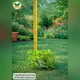 Саженцы Делоспермы Йеллоу Айс Плант (Delosperma Yellow Ice Plant) Р9 - изображение 4