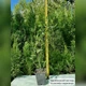 Саженцы Пираканты ярко-красной Оранж Глоу (Pyracantha coccinea Orange Glow) Р9 - изображение 3