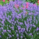 Саженцы Лаванда узколистная Блю Сенд Эрли (Lavandula angustifolia Blue Scent Early) Р9 - изображение 2