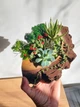 Суккуленты в коре, композиция из живых суккулентов в деревянном кашпо для подарка - изображение 5