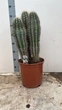Рослина в горщику Кактус Кардон Pachycereus pringlei - зображення 2