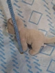 Котенок от известного немецкого бренда Teddy Hermann. - Б/У - изображение 2