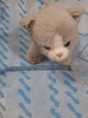 Котенок от известного немецкого бренда Teddy Hermann. - Б/У - изображение 5