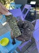 Лакомство для собак WAUDOG Treats Dental Палочка для чистки зубов с мятой и водорослями, 60 г (4459) - изображение 6