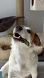 Лакомство для собак WAUDOG Treats Dental Палочка для чистки зубов с мятой и водорослями, 60 г (4459) - изображение 7