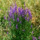 Семена Шалфей луговой, Salvia pratensis 10 шт/уп - изображение 2