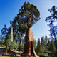 Семена Секвойядендрон гигантский, Sequoiadendron giganteum 5 шт/уп - изображение 1