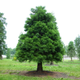 Семена Секвойядендрон гигантский, Sequoiadendron giganteum 5 шт/уп - изображение 4