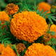 Семена Бархатцы прямостоячие 'Hawaii', Tagetes erecta 10 шт/уп - изображение 2