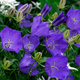 Семена Колокольчик карпатский 'Blauw', Campanula carpatica 20 шт/уп - изображение 1