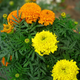Семена Бархатцы прямостоячие 'Cupid Mix', Tagetes erecta 10 шт/уп - изображение 2