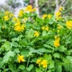 Семена Чистотел большой, Chelidonium majus 0.1 гр/уп - изображение 1
