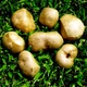 Семена Диоскорея клубненосная (Воздушный картофель), Dioscorea bulbifera 3 шт/уп - изображение 5
