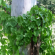 Семена Диоскорея клубненосная (Воздушный картофель), Dioscorea bulbifera 3 шт/уп - изображение 7