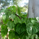 Семена Диоскорея клубненосная (Воздушный картофель), Dioscorea bulbifera 3 шт/уп - изображение 8