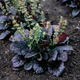 Семена Шалфей лировидный 'Purple Knockout', Salvia lyrata 10 шт/уп - изображение 1