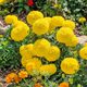 Семена Бархатцы прямостоячие 'Marie Helen', Tagetes erecta 10 шт/уп - изображение 2