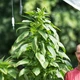 Насіння Амарант Аннапурна, Amaranthus 'Annapurna' 0,1 гр/уп - зображення 1