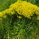 Семена Вайда красильна, Isatis tinctoria 10 шт/уп - изображение 1